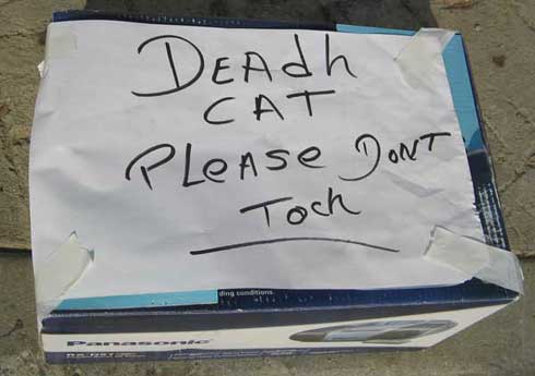 deadcatboxIMG_2491-copy.jpg