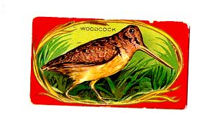 woodcock.jpg