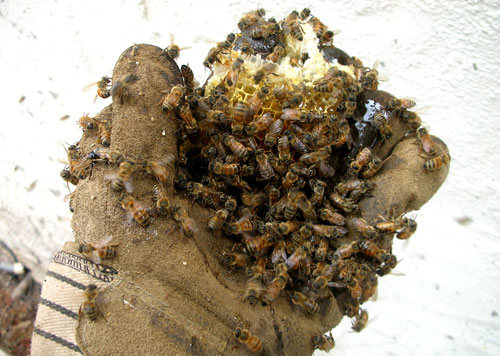 bees4.jpg