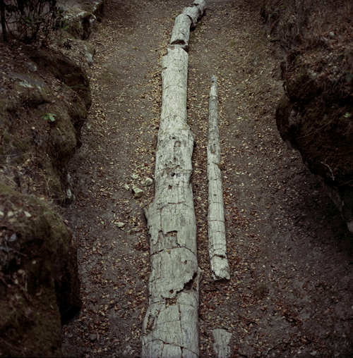 Calistoga Petrified Forest