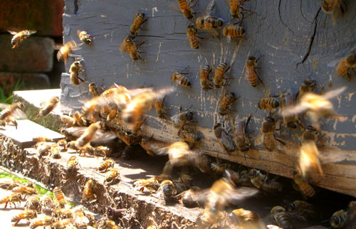 0408bees.jpg