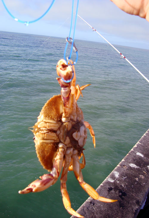 Crab Snare