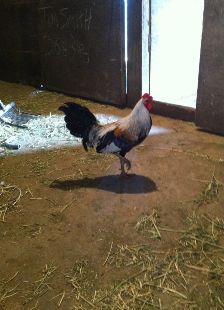 rooster